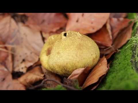 ERIC PFEIL & DAS 13-WOHNZIMMER-ORCHESTER  "LEUTE, DIE’S EILIG HABEN" (Official Video)