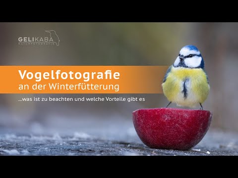 Vogelfotografie an der Winterfütterung - was ist zu beachten und welche Vorteile gibt es