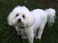 * How to stop bichon frise barking? Finally! 