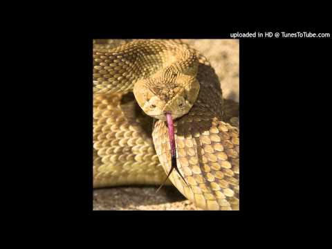 Pentagon - Rattle Snake