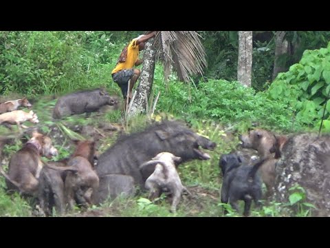 EAT A LOT OF KORBIN!!! THE KING OF THE FOREST PIG IN THE CORN GARDEN CAME OUT AND MADE EVERYONE A...