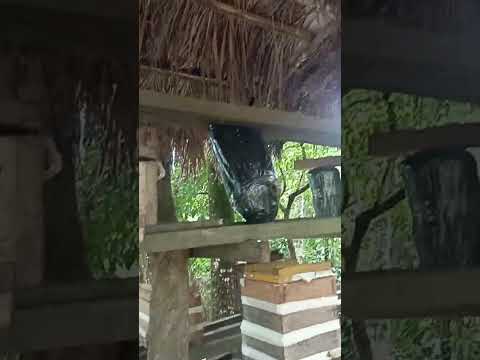 dando uma geral no meliponario ,Tupiratins Tocantins.