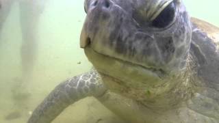 preview picture of video 'GoPro 3+ Black Edition Sri Lanka feeding turtles at Hikkaduwa / Шри-Ланка кормим черепах в Хиккадува'