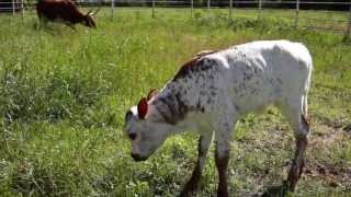 preview picture of video 'Baby longhorn three days old Edgewood Texas'