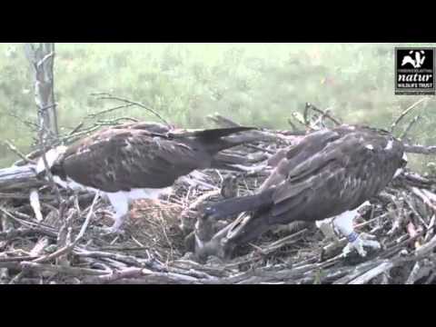 Dyfi ospreys,mama loses fish twice in the rails and dad rearranging sticks,7/15/13