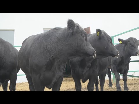 Эмбриотрансплантация и быки по полторы тонны видео
