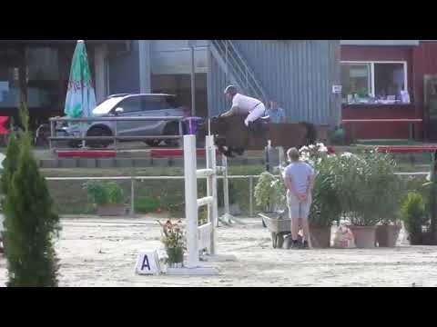 8y. Wallach / gelding v. Stolzenberg - 1,40m