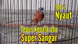Download lagu PANCINGAN TEPUS KEPALA ABU GACOR TERBAIK 2024 | JERNIH PASTI NYAUT mp3 Download lagu PANCINGAN TEPUS KEPALA ABU GACOR TERBAIK 2024 | JERNIH PASTI NYAUT mp3