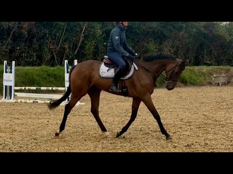 16.2 5yo Thoroughbred Mare - Image 2