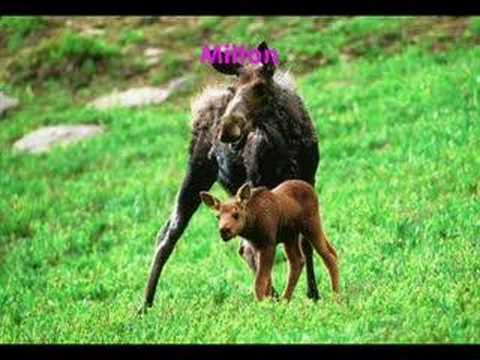 Ingles Perfeito - Locução Padrão