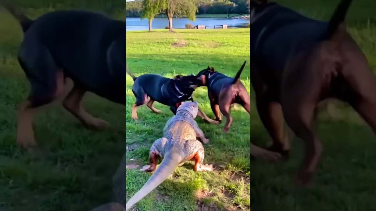 What it this animal‼️⁉️