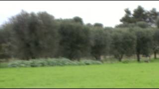 preview picture of video 'Oria, gli ulivi che saranno abbattuti per la Xylella'