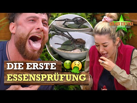 Sie ESSEN eine RIESENSPINNE 🕷️ Die erste Dschungelprüfung ⭐️ | Dschungelcamp 2026