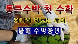 [텃밭농부 1,589]  통큰수박 첫 수확. 34일 경과 한 것 얼마나 익었나! #수박재배