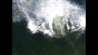 faze tari plonjon in apa