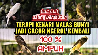 Download lagu PANCINGAN AMPUH! KENARI GACOR CUIT CUIT  BIKIN EMOSI COCOK BUAT TERAPI KENARI MALAS BUNYI JADI GACOR mp3