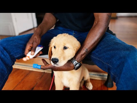 How to Brush Puppy's Teeth (for the First Time!) |...