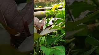 Download lagu Story wa pagi hari | Cinematic 30 detik | Sinematik pedesaan sawah | sinematik estetik alam #shorts mp3