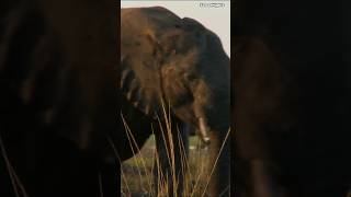 Download lagu Angola #travel #explore #angola #wildlife #tours #animals #adventure #trending #digidi #shorts #2026 mp3