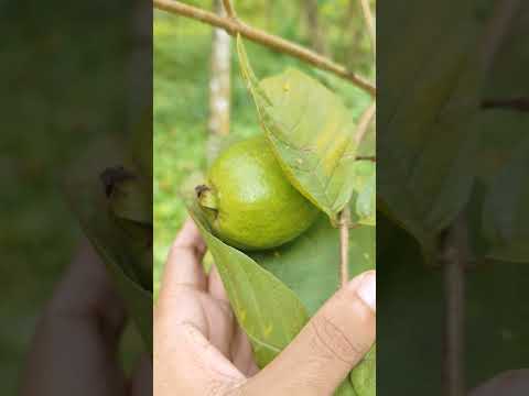 "Unbelievable guava tree full of fresh fruits 🌿✨" #magic #fruit #nature #fruitsales #fruity #fruit