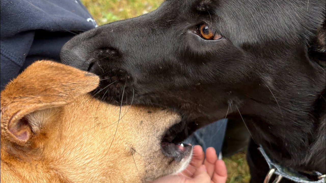 Juno, a Adoptable mixed breed in Saugerties, NY video 6/6