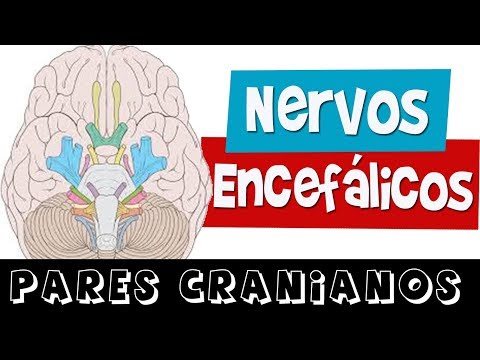 BRAIN NERVES / CRANIAL PAIRS (Full class) - Rogério Souza