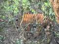Tigers fight for territory domination 