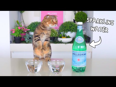 Can Cats Drink Sparkling Water?