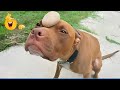 Best Of The Funny Animal Videos Funniest Cat Dog Moments Ever Recorded