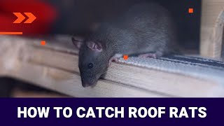How to Catch Roof Rats - 3 Ways to Catch Roof Rats | The Guardians Choice