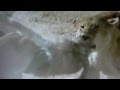 attaque impressionnante de lion sur une Hyène vidéo impressionnante ! AME SENSIBLE, S'ABSTENIR