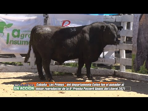 6ª Prueba Pastoril Angus del Litoral - Alcides Bonin