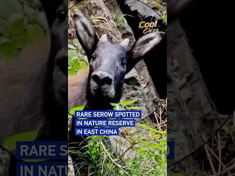 Rare serow spotted in nature reserve in east China