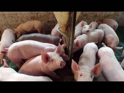 Naša priča ep. 280 31.12.2020. Uzgoj svinja, Drenovac, Željko Milutinović