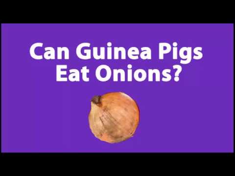 YouTube video about: Can guinea pigs have green onions?