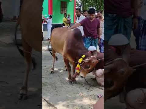 Eid ul Adha Animals 2022 | Cow Tiktok | Cow Lover | Qurbani Eid Janwar | whatsapp status #Shorts 178