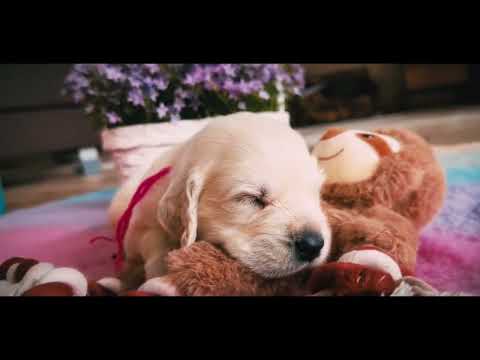 Perros Golden Retriever en venta