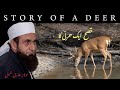 Qissa Aik Hirni Ka Story Of A Deer Molana Tariq Jameel Life Changing Bayan