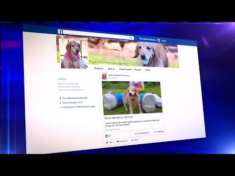 Diva The Golden Retriever - Customer Success Story