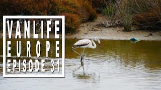 Vanlife Vlog: Discovering Camargue Natural Park in South of France