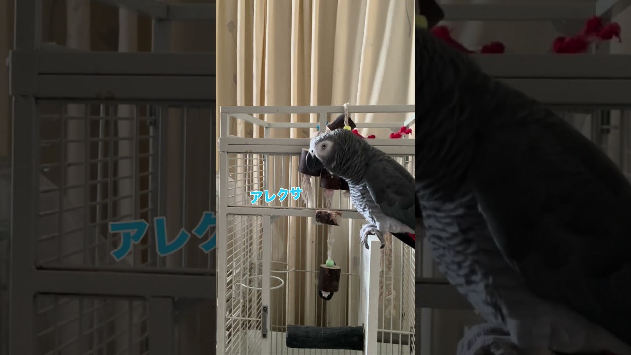 ヤバいよ‼️ヨウムのヒトちゃん