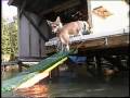 Diving Corgis