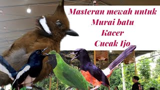 Download lagu SUARA CILILIN UNTUK MASTERAN MURAI BATU, CUCAK IJO DAN KACER mp3