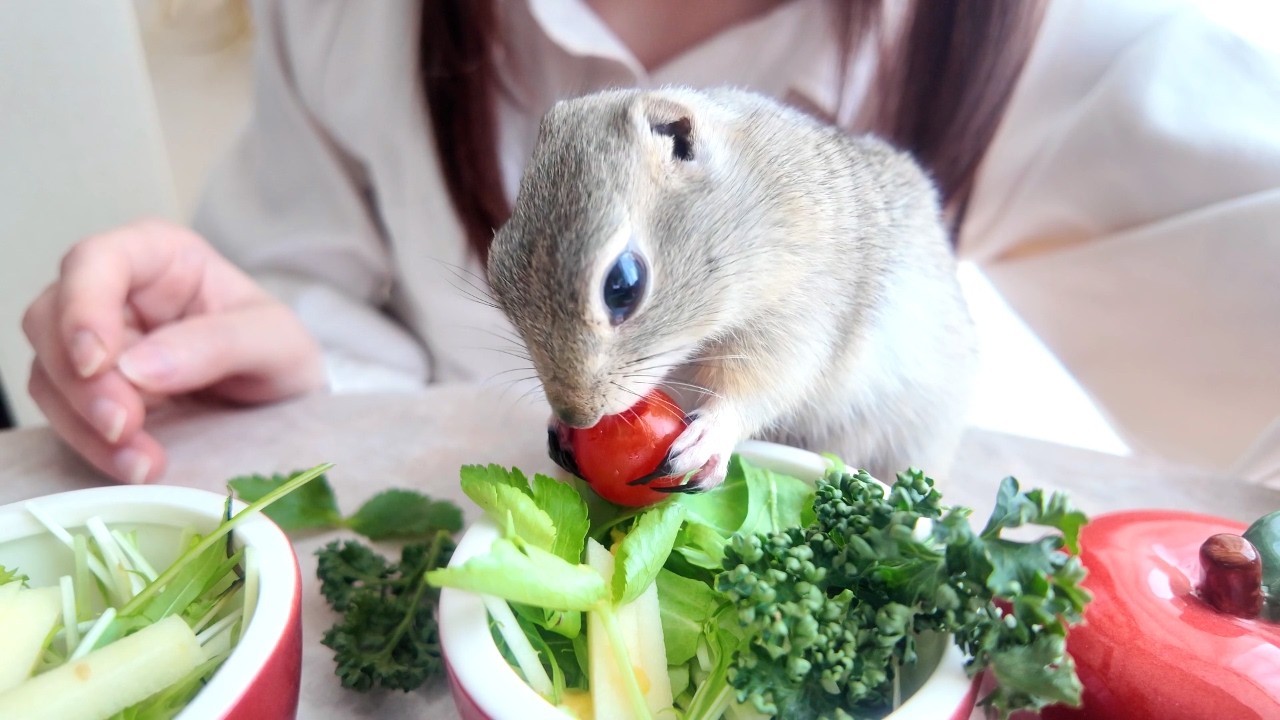 リスと一緒に旬の野菜サラダを食べたら幸せすぎた