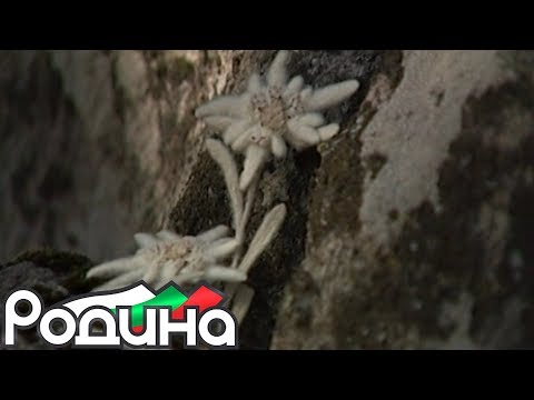 Кирил Костов - Еделвайс / Kiril Kostov - Edelvays