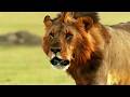 2 Hours Of Nature S Greatest Hunts Tigers Lions Cheetahs Animal Documentary