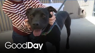 Reese from Bradshaw Animal Shelter is ready to find him FUR-ever home!