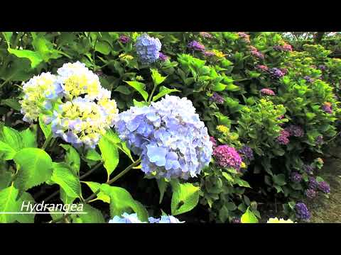 Day Trip from Tokyo　(KANAGAWA／KAMAKURA)