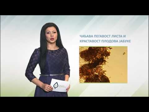 Zelena prognoza, 16.3.2017. - O stanju u zasadima jabuka