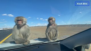 Who are these Monkeys | من هم هؤلاء القرود